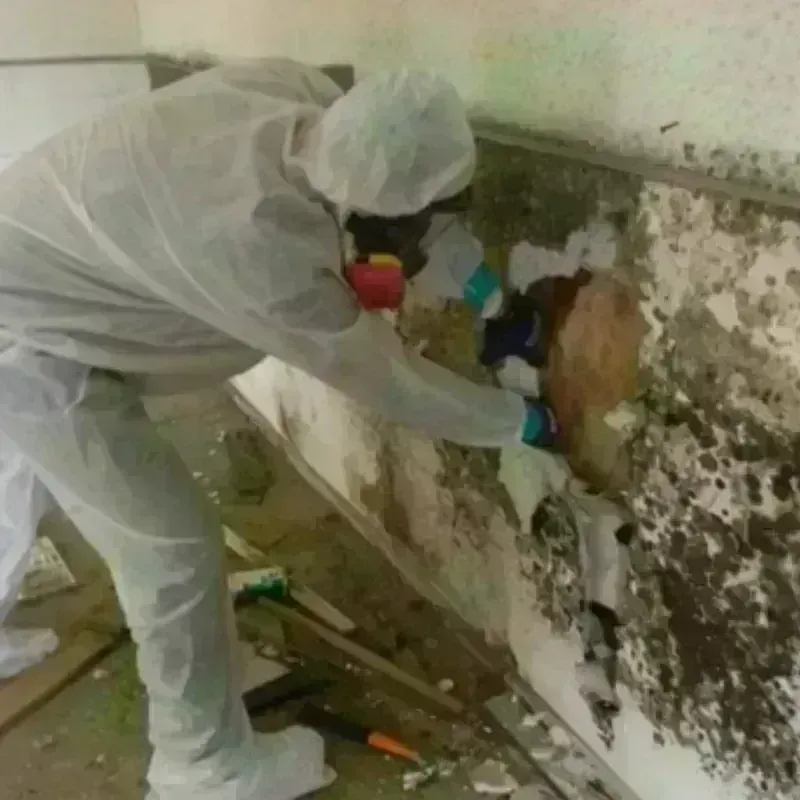 Mold Remediation and Removal in West Point, GA